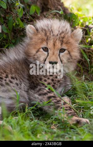 Ritratto di un cucciolo di ghepardo di riposo, Acinonyx jubatus. Masai Mara National Reserve, Kenya. Foto Stock