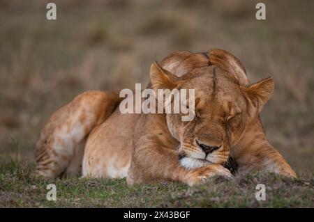 Primo piano ritratto di una leonessa, Panthera leo, che dorme. Riserva nazionale Masai Mara, Kenya. Foto Stock
