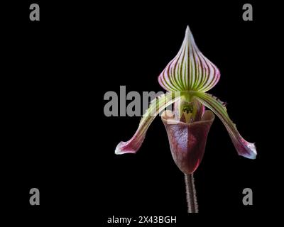 Vista ravvicinata del delicato fiore viola, verde e bianco della signora pantofola orchidea paphiopedilum fowliei specie isolata su sfondo nero Foto Stock