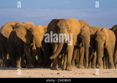 Branco di elefanti africani, Loxodonta Africana, che cammina nelle pianure del Parco Nazionale di Amboseli, Kenya, Africa. Foto Stock