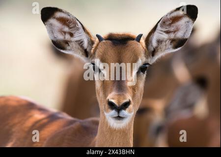 Ritratto di un giovane maschio Impala, Aepyceros melampus. Parco Nazionale del Lago Nakuru, Kenya, Africa. Foto Stock