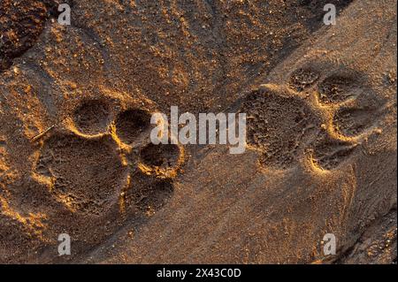 Tracce Lion nella sabbia. Voi, Parco Nazionale Tsavo, Kenya. Foto Stock