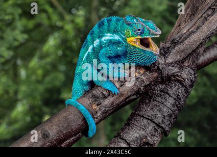 Madagascar. Panther camaleonte su un arto. Foto Stock