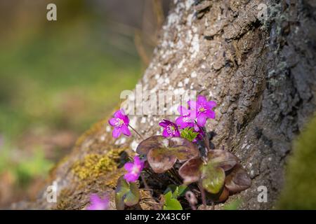 Anemone hepatica rosa (Hepatica nobilis) epatica comune, foglie di liverleaf, liverwort, kidneywort, pennywort in una giornata di sole. Old Manor Park. Sfondo. Selez Foto Stock