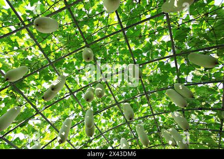 I frutti di melone invernali maturi o Benincasa hispida sono appesi in una serra biologica in Thailandia Foto Stock