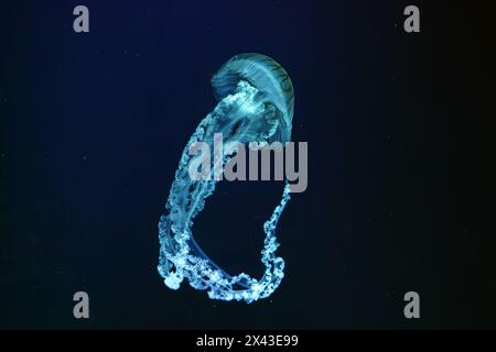 Jellifish ortica sudamericana, Chrysaora plocamia che nuota nelle acque scure di una vasca acquaria con luce blu al neon. Organismo acquatico, animale, indonesiano Foto Stock