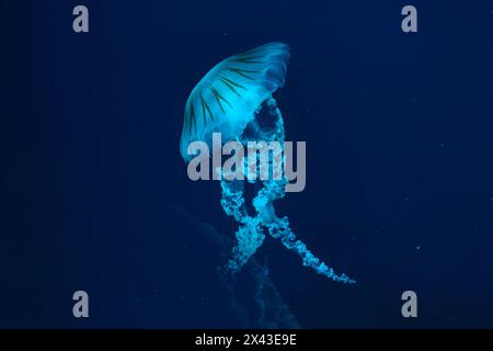 Jellifish ortica sudamericana, Chrysaora plocamia che nuota nelle acque scure di una vasca acquaria con luce blu al neon. Organismo acquatico, animale, indonesiano Foto Stock