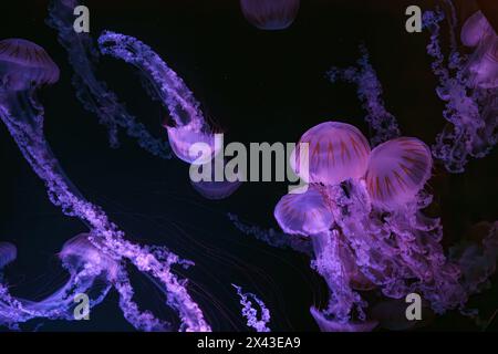 Gruppo di Jellifish ortica marina sudamericana, Chrysaora plocamia che nuota nelle acque scure della vasca dell'acquario con luce al neon rosa. Organismo acquatico, anima Foto Stock