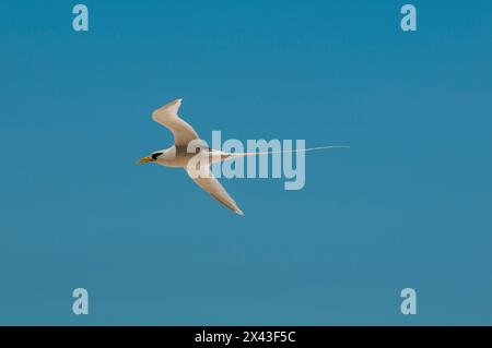 Ritratto di un tropicbird dalla coda bianca o dal becco giallo, Phaethon lepturus, in volo. Isola di Fregate, Seychelles. Foto Stock