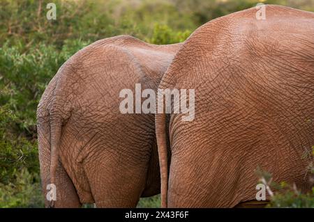 Dorso di elefanti africani, Loxodonta Africana, Foto Stock