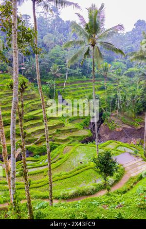 Le magnifiche terrazze di riso di Tegallalang viste dall'alto in una foresta di palme. Camminando tra i tanti livelli incredibili. Foto Stock