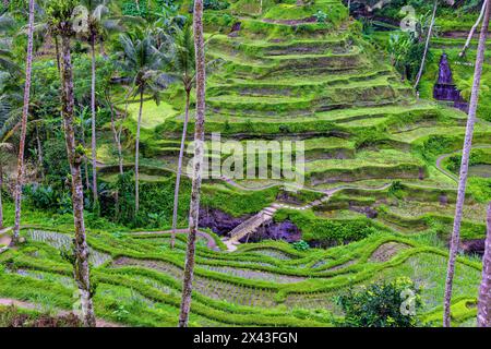 Le magnifiche terrazze di riso di Tegallalang viste dall'alto in una foresta di palme. Camminando tra i tanti livelli incredibili. Foto Stock
