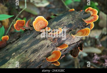 Gruppo di Pycnoporus Sanguineus funghi selvatici che crescono su un tronco decaduto Foto Stock
