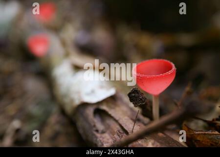 Primo piano di un fungo Red Cup che cresce su un tronco decaduto Foto Stock