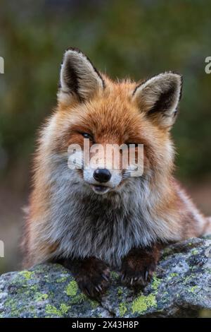 Una volpe rossa, Vulpes vulpes, seduto su una roccia e guardando la macchina fotografica. Aosta, Valsavarenche, Parco Nazionale del Gran Paradiso, Italia. Foto Stock