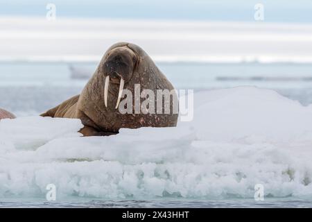 Un valro Atlantico, Odobenus rosmarus, che riposa sul ghiaccio. Svalbard, Norvegia Foto Stock