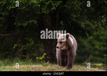 Un giovane orso bruno europeo, Ursus arctos, a piedi. Novanjska, Slovenia Foto Stock