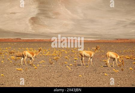 Tre delle Wild Vicunas pascolano nell'arido deserto della riserva nazionale di Los Flamencos nel nord del Cile, Sud America Foto Stock