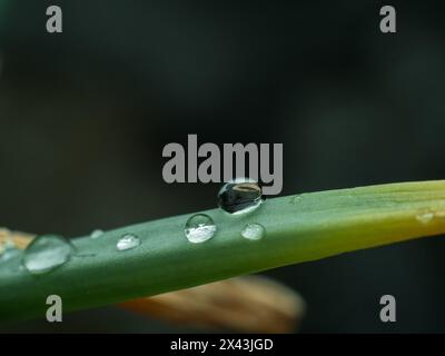 goccioline d'acqua su una vecchia foglia di cipolla Foto Stock