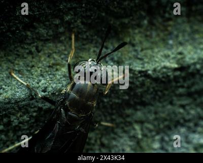 Black Soldierfly appoggiato su un muro, vista dall'alto sotto la macro fotografia Foto Stock