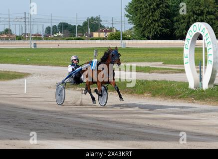 Vincente trotto con fantini a pochi metri dal traguardo durante una gara internazionale all'ippodromo di Padovanelle a Padova Foto Stock