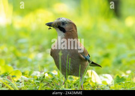 ghiandaia comune europea che raccoglie materiale per nidificare in un parco urbano (Garrulus glandarius) Foto Stock