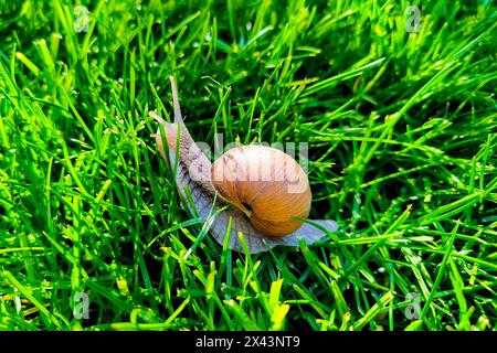 Una piccola lumaca da giardino scorre lentamente attraverso la vibrante erba verde coperta di rugiada mattutina. La fotocamera mette a fuoco il guscio a spirale e la delicatezza Foto Stock