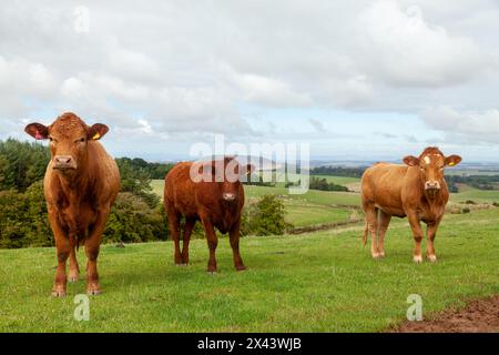 Bestiame Limousin in un campo ai confini scozzesi Foto Stock