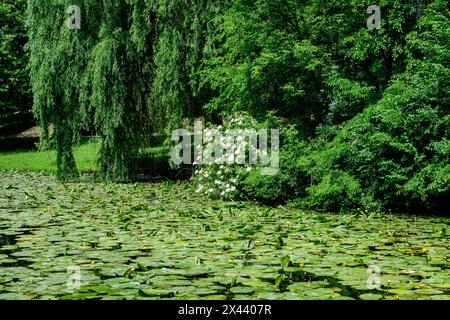 Paesaggio vivido nel parco Nicolae Romaescu da Craiova nella contea di Dolj, Romania, con lago, lillie d'acqua e grandi tres verdi in una splendida sprina soleggiata Foto Stock