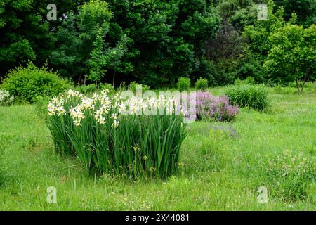 Paesaggio vivido nel giardino botanico Alexandru Buia da Craiova nella contea di Dolj, Romania, con fiori, erba e grandi tres verdi in una splendida zona soleggiata Foto Stock