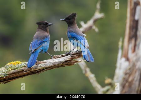 La coppia di jay di Steller Foto Stock