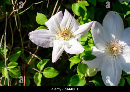 Un delicato fiore bianco clematis, noto anche come la gioia del viaggiatore, fiore in pelle o vaso vite, in un giardino di primavera soleggiato, bel bac floreale all'aperto Foto Stock