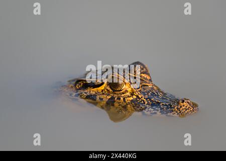 Un caimano Yacare, Caiman Crocodylus yacare, nel fiume Cuiaba. Stato Mato grosso do sul, Brasile. Foto Stock