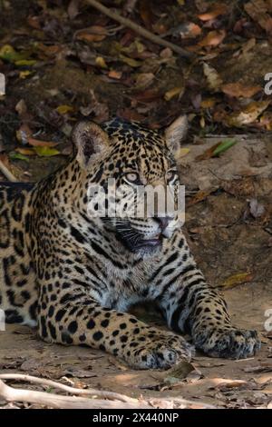 Un giaguaro, Panthera onca, che riposa su una riva del fiume. Pantanal, Mato Grosso, Brasile Foto Stock