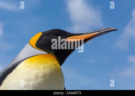 Ritratto di un pinguino re, Aptenodytes patagonicus. Voluntary Point, Isole Falkland Foto Stock