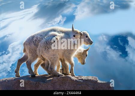Stati Uniti, Colorado, Mt. Evans. I bambini delle capre di montagna sulla roccia. Foto Stock