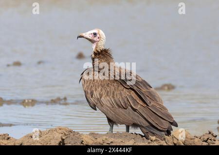 Avvoltoio con cappuccio (Necrosyrtes monachus) Limpopo, Sudafrica. È considerato in pericolo critico a causa dell'avvelenamento, del commercio della medicina tradizionale, Foto Stock