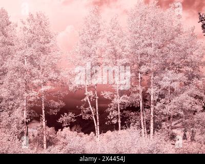 Stati Uniti, Colorado. Infrarossi di Aspens lungo il passo Kebler Foto Stock