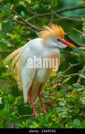 USA, Florida, Anastasia Island. Egret di bestiame in piumaggio da riproduzione. Foto Stock