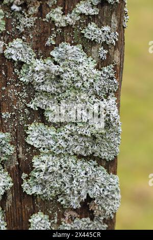 Lichene polmonare (Lobaria pulmonaria) che cresce su legno morto, Wilnsdorf, Renania settentrionale-Vestfalia, Germania Foto Stock