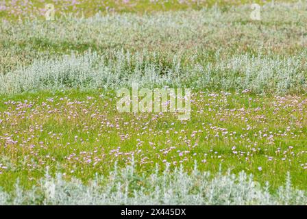 Paludi salate con molte sfumature marine (Armeria maritima), note anche come cuscino da donna, Fiore dell'anno 2024, molte delicate, viola (viola, rosa) Foto Stock