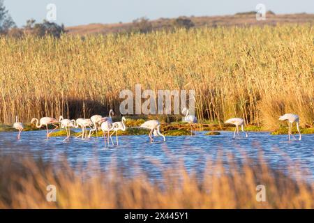 Stormo di fenicotteri maggiori (Phoenicopterus roseus) al tramonto nei letti di canne mareali, estuario del fiume Berg, costa occidentale, Sudafrica Foto Stock