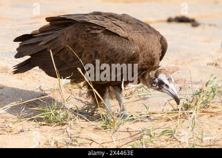 Hooded Vulture (Necrosyrtes monachus) Foraging for scraps at a kill, Kruger National Park, Sudafrica. Considerato in pericolo critico Foto Stock