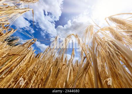 Grano giallo brillante, orzo, si piega nel vento estivo sotto un cielo blu. Colonia, Renania settentrionale-Vestfalia, Germania Foto Stock