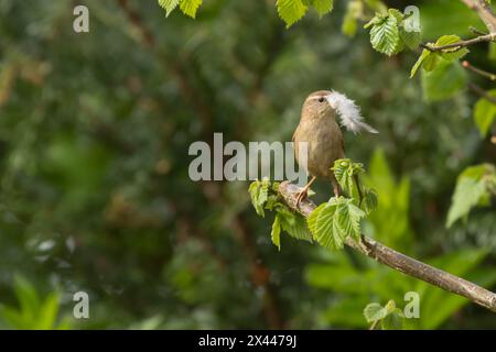 European wren (Troglodytes troglodytes) uccello adulto con una piuma per nidificare materiale nel becco su un ramo di Hazel, Inghilterra, Regno Unito Foto Stock