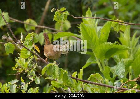 European wren (Troglodytes troglodytes) uccello adulto con muschio per nidificare materiale nel becco su un ramo di Hazel, Inghilterra, Regno Unito Foto Stock