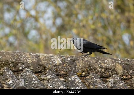 Jackdaw (Corvus monedula) uccello adulto che trasporta un ramo d'albero per nidificare materiale su un tetto, Inghilterra, Regno Unito Foto Stock