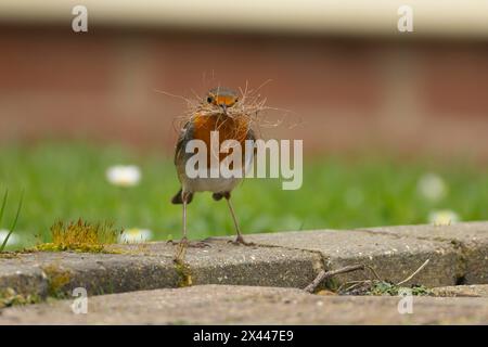 Uccello europeo robin (erithacus rubecula) con materiale di nidificazione nel becco su un patio con giardino, Inghilterra, Regno Unito Foto Stock