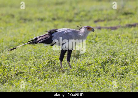 Secretary Bird (Sagittarius serpentarius), con Snake, cratere di Ngorongoro, Tanzania Foto Stock