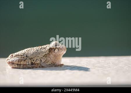 La rana grigia cattura il sole sulla superficie bianca Foto Stock